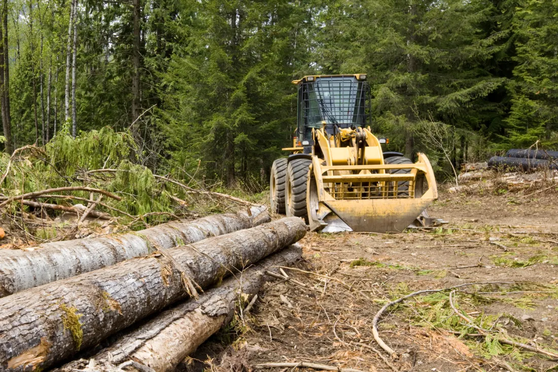 Land clearing project in progress