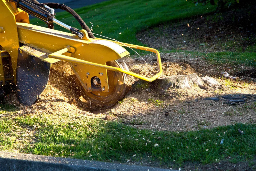 Tree Removal in Spring, TX