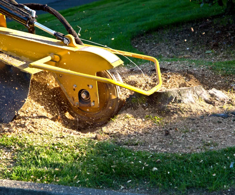 Tree Removal in Porter, TX